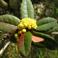 berberis_julianae2md (Berberis julianae)