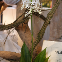 Calanthe triplicata (Calanthe)