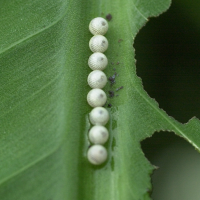 caligo_memnon_oeufs1md (Caligo telamonius ssp. memnon)