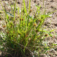 Carex bohemica (Laîche souchet, Laîche de Bohême, Laîche faux souchet)