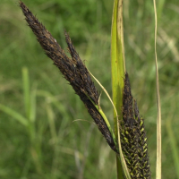 carex_riparia4md (Carex riparia)