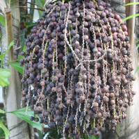 caryota_mitis7md (Caryota mitis)