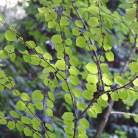 Cercidiphyllum japonicum (Arbre caramel, Arbre au caramel)