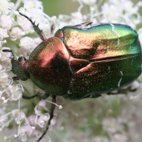 cetonia_aurata2bsd (Cetonia aurata)