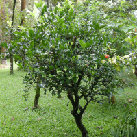 citrus_hystrix4md (Citrus hystrix)