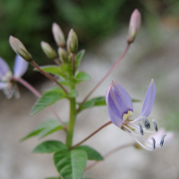 cleome_rutidosperma4md