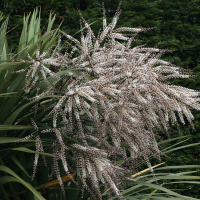 cordyline_australis5md