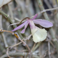 Dendrobium_cucullatum (Dendrobium cucullatum)