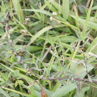 Diodia ocymifolia (Diodia)