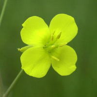 diplotaxis_tenuifolia3md