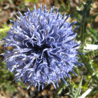 echinops_ritro2md (Echinops ritro)