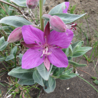 epilobium_latifolium2sd (Epilobium latifolium)