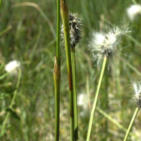 eriophorum_vaginatum3bmd (Eriophorum vaginatum)