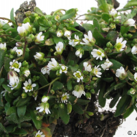 erophila_verna_spatulata1jd (Draba verna)