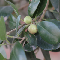 Ficus microcarpa (Figuier à petits fruits)