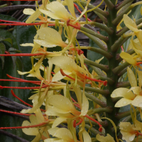 hedychium_gardnerianum2md