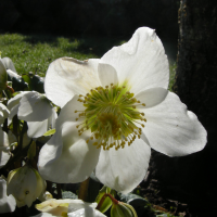 helleborus_niger3bmd