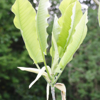 Magnolia macrophylla (Magnolia à grandes feuilles)