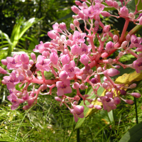 medinilla_camilla2md