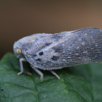 Metcalfa pruinosa (Cicadelle pruineuse)