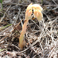 monotropa_hypopitys4amd