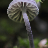 mycena_amicta2md