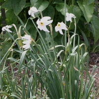 Narcissus poeticus (Narcisse du poète, Jeannette)