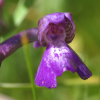 orchis_morio_morio3bd (Anacamptis morio)