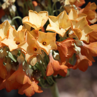 primula_florindae3bd