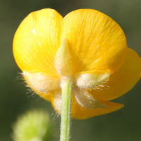 ranunculus_repens2md