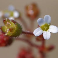 saxifraga_tridactylites4md