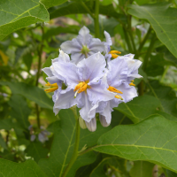 solanum_bonariense2bd