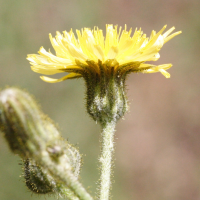 sonchus_palustris4md