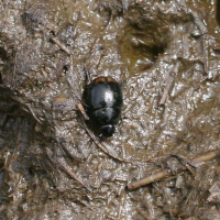 Sphaeridium scarabaeoides (Bousier)