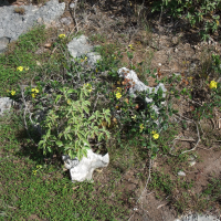 Stigmaphyllon diversifolium (Stigmaphyllon, Aile à ravet)