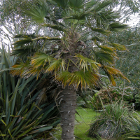 Trachycarpus wagneriana (Trachycarpus)
