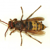 vespa_crabro2md (Vespa crabro)