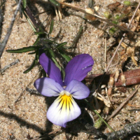 Viola_saxatilis ssp. curtisii (Viola saxatilis ssp. curtisii)