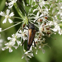 anastrangalia_sanguinolenta2md (Anastrangalia sanguinolenta)