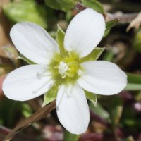 arenaria_multicaulis4md (Arenaria multicaulis)