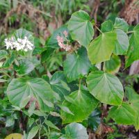 Begonia obliqua (Bégonia)