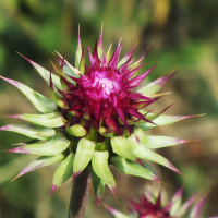 carduus_nutans7mv (Carduus nutans)