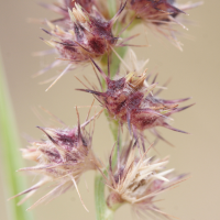 cenchrus_echinatus2md (Cenchrus echinatus)