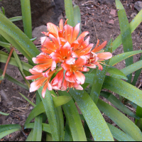 clivia_miniata2md (Clivia miniata)