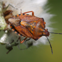 codophila_varia2bd (Codophila varia)