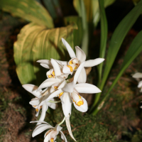 Coelogyne nitida (Coelogyne)