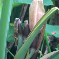 colocasia_esculenta6bd (Colocasia esculenta)