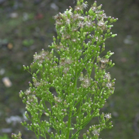 conyza_canadensis3md (Erigeron canadensis)