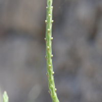 crucianella_latifolia2md (Crucianella latifolia)