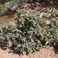 datura_inoxia6md (Datura inoxia)